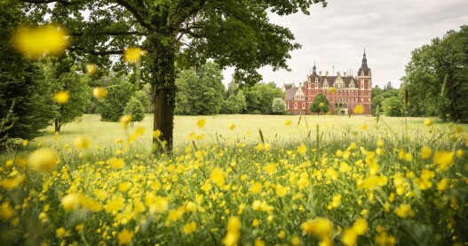 A field of yellow flowers with trees and an elegant building in the background in Muskauer Park, Germany