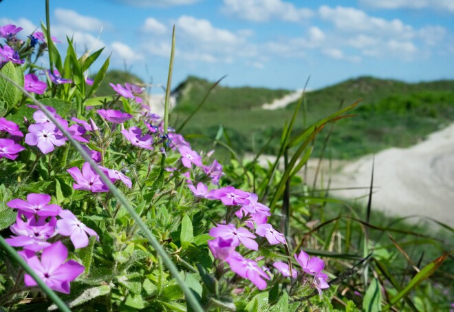 Purple flowers blooming on a hill overlooking Padre Island National Seashore in Corpus Christi, Texas