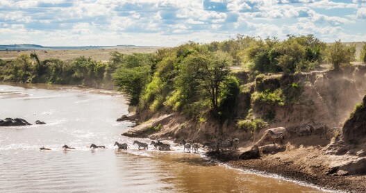 In the Masai Mara National Reserve in Kenya, travelers can witness dramatic wildlife river crossings.